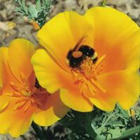 Bee in poppy MG Pam White