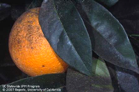 Sooty mold on naval orange, by David Rosen