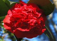 Camellia japonica ´Professor Charles S. Sargent’, by Barbara H. Smith, Clemson Extension