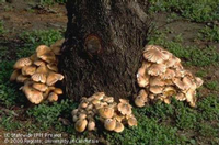 Clusters of Armillaria mushrooms, by Jack Kelly Clark
