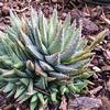 Aloe-brevifolia-Allen-Buchinski