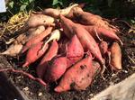 Sweet potatoes on raised bed MG Cindy Day