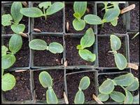 Newly sprouted squash seedlings, by Laura Monczynski