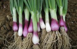 Purple scallions with roots still attached, photo courtesy of the University of New Hampshire