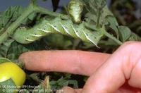 Hornworm on tomato plant by Jack Kelly Clark