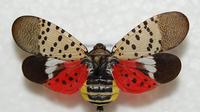 Adult spotted lanternfly, by Lawrence Barringer, Pennsylvania Department of Agriculture, Bugwood.org