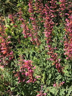 Agastache 'Acapulco Salmon and Pink' by Dyane Matas