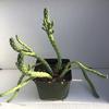 Euphorbia-flanaganii-Mary-Colllins