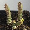 Euphorbia-succulenta-Mary-Collins