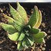Gasteraloe-Royal-Highness-Mary-Collins