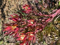 Leucadendron salignum 'Red Wing'