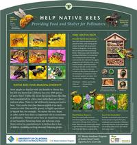 Help Native Bees