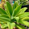 Agave-attenuata-Judy-Hecht