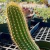 Echinopsis-spachiana  -Torch-Cactus-Judy-Hecht