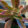 Graptoveria-Fred-Ives-Judy-Hecht