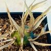 Tephrocactus-articulatas-Judy-Hecht