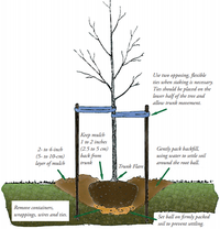Proper tree staking and planting, UC Landscape Horticulture Blog