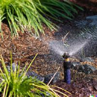 Irrigation sprinkler in an ornamental planting bed spraying water