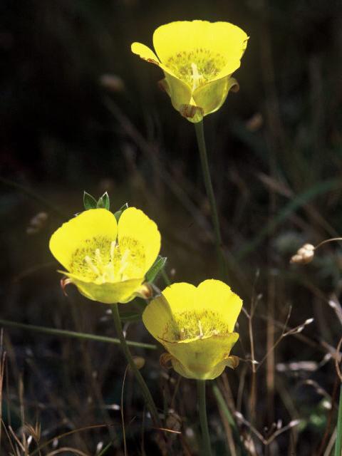 Calochortus luteus by Fran Cox unrestricted from Wildflower.org