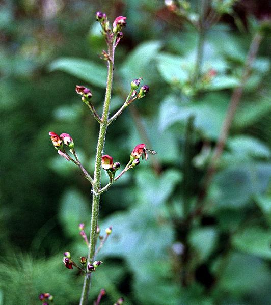 Scrophularia californica from Wikimedia.org public domain