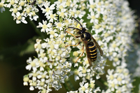Saxon wasp on patrol, Nature-Pix, Pixabay