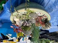 Succulent arrangement, by Judy Hecht
