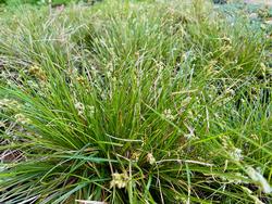 Carex praegracils Chisai Carolyn Williams