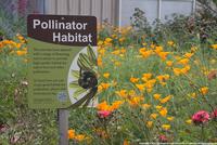 Pollinator garden