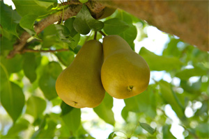 Bosc pears. source: www.calpear.com