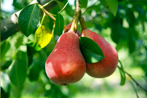 Red pears. source: www.calpear.com