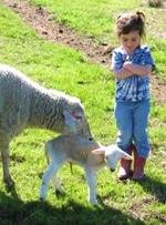 Little gal with ewes