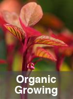 Organic Growing