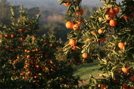 mandarin_orchard