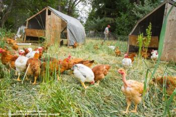 Pasture Raised Chickens, Dinner Bell Farm