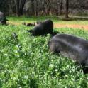 pasture pigs
