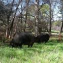 pasture pigs 2