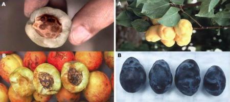 Photo 2. Fruit symptoms in stone fruit trees infected with Plum Pox Virus.