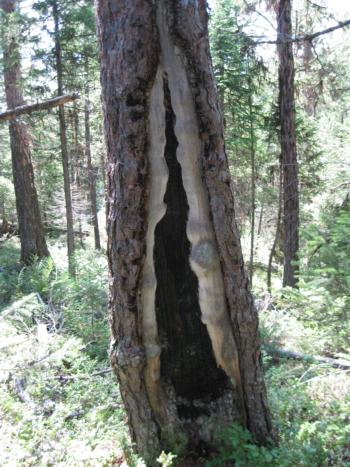 Fire Scarred Ponderosa Pine