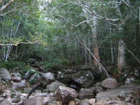 Newlands_Forest_river_and_indigenous_forest_-_Cape_Town