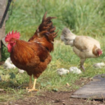 image for backyard poultry
