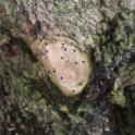 Entry-holes and frass on PSHB-infested box elder (Monica Dimson / UC Cooperative Extension)