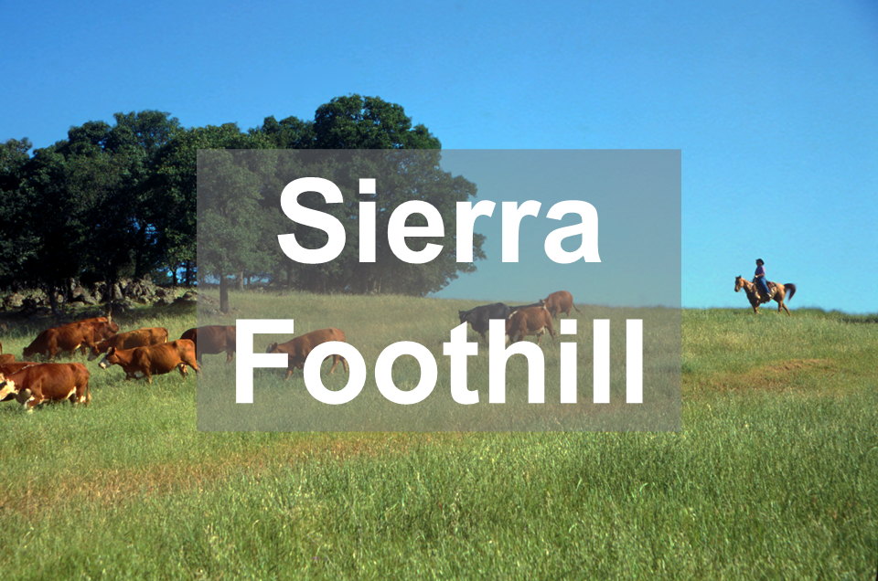 Sierra Foothill Front Image