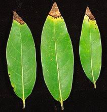 Symptomatic Bay Laurel leaves