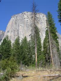 Root disease mortality center in Yosemite Valley