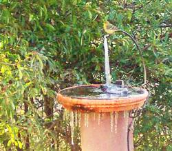 Be kind to birds—break up<br>ice in bird baths.<br>(click to enlarge)