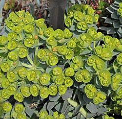 Euphorbia characias ssp. wulfenii