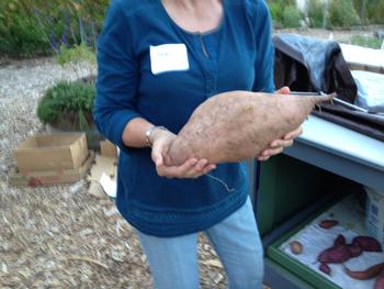 Giant sweet potato