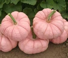pink pumpkins