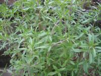 Summer savory.<br>Click to enlarge.
