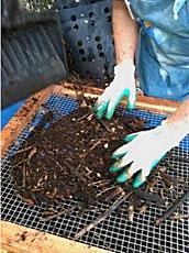 Sifting compost through wire mesh sifter